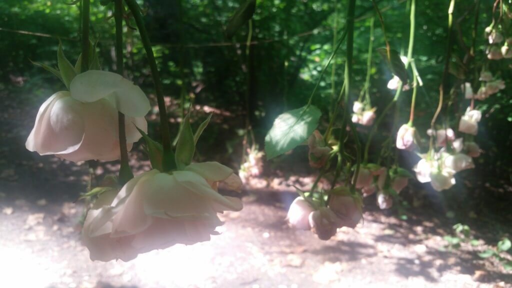 Pink roses hanging from the trees at the Rose Petal Witch photoshoot.