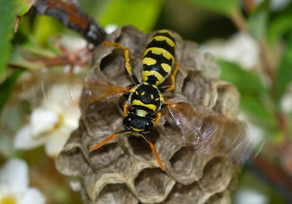 What is a wasp waist anyway? Anterior view of wasp. Photo via Wikimedia Commons.