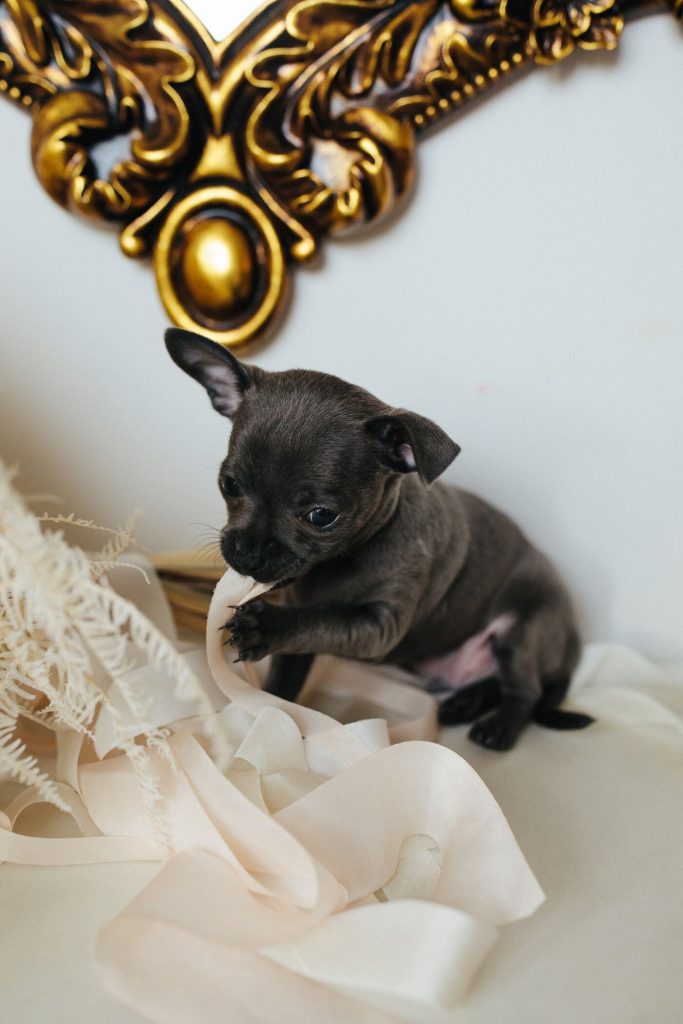 Small puppy chewing on lingerie fabric